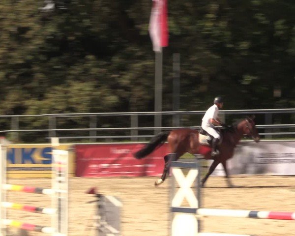 Reitturnier Lgl.-Oberhain, B95 2024