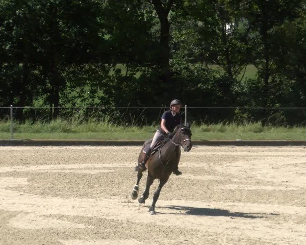 Reitturnier Maienfeld 2024