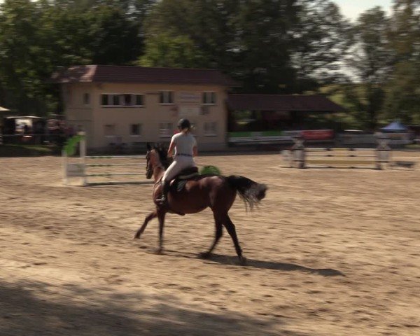 Reitturnier Lgl.-Oberhain, B95 2024