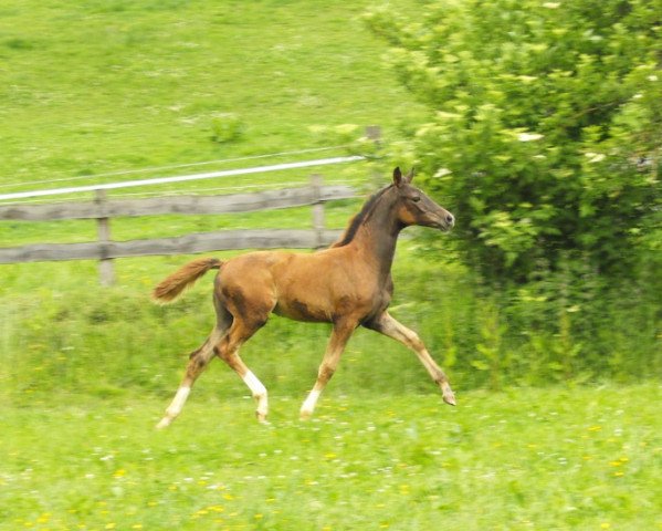 broodmare Violetta 77 (Westphalian, 2011, from Vitalis)