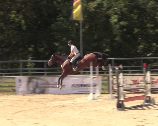 Reitturnier Lgl.-Oberhain, B95 2024