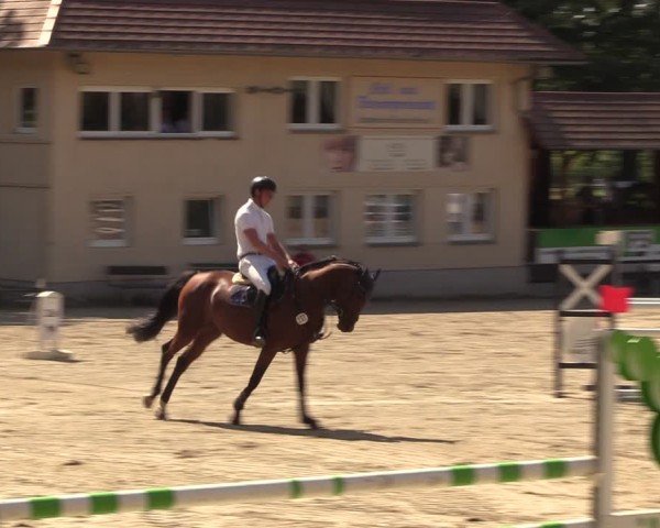 Reitturnier Lgl.-Oberhain, B95 2024