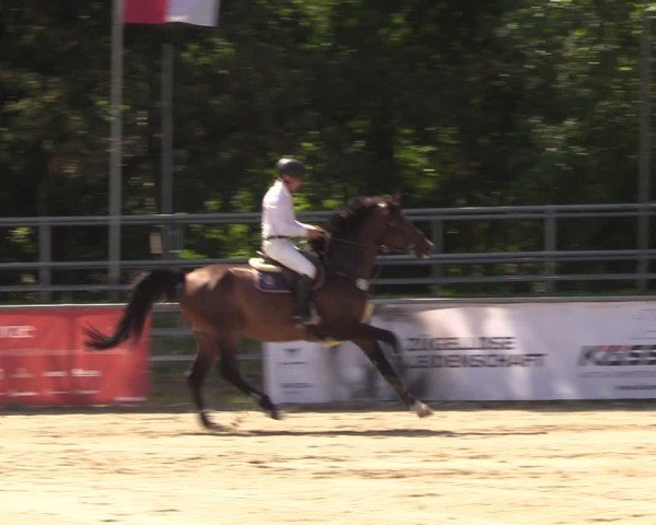 Reitturnier Lgl.-Oberhain, B95 2024