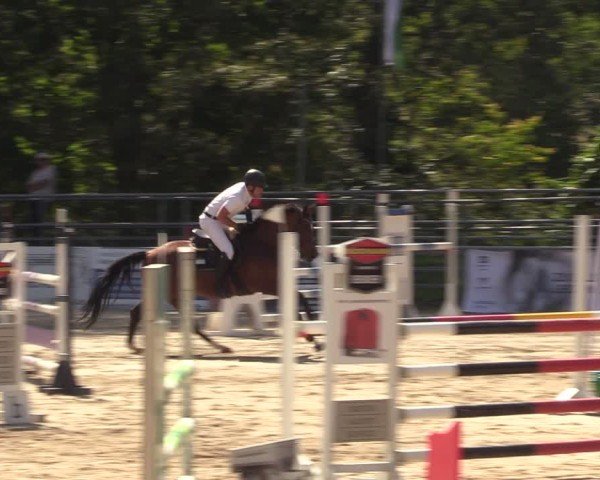Reitturnier Lgl.-Oberhain, B95 2024