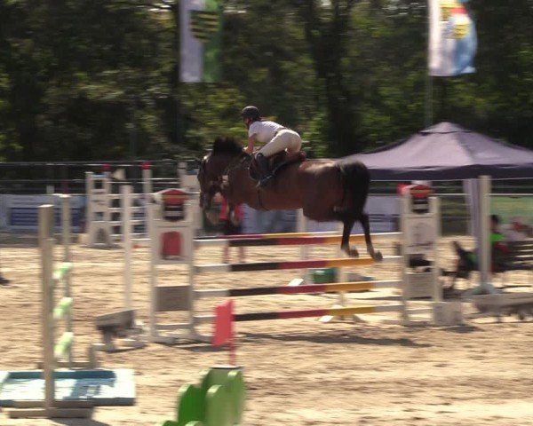 Reitturnier Lgl.-Oberhain, B95 2024