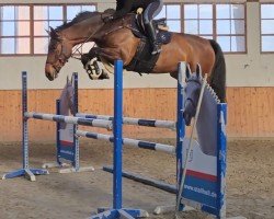 Springpferd Kannani (KWPN (Niederländisches Warmblut), 2018, von Jardonnay VDL)