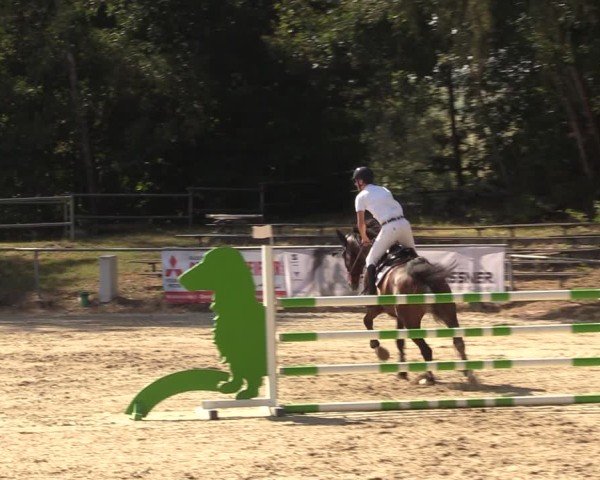 Reitturnier Lgl.-Oberhain, B95 2024