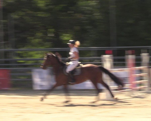 Reitturnier Lgl.-Oberhain, B95 2024