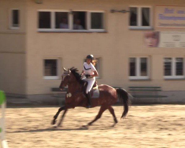Reitturnier Lgl.-Oberhain, B95 2024