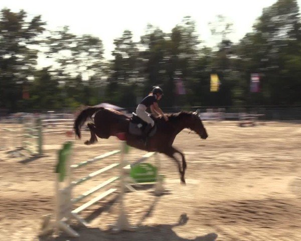 Reitturnier Lgl.-Oberhain, B95 2024