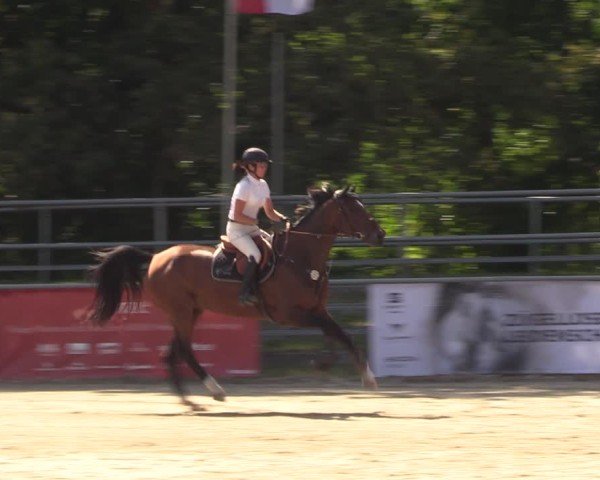 Reitturnier Lgl.-Oberhain, B95 2024