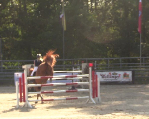 Reitturnier Lgl.-Oberhain, B95 2024
