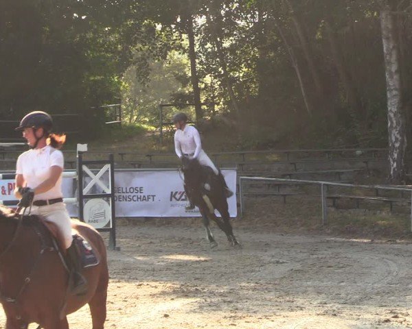 Reitturnier Lgl.-Oberhain, B95 2024