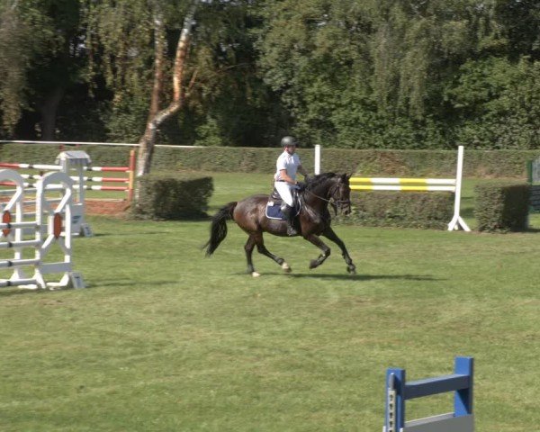 Reitturnier Westeregeln 2024