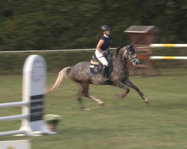 Reitturnier Westeregeln 2024