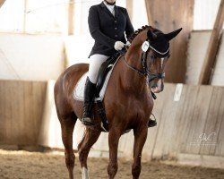 dressage horse Blue Diamond 10 (Hanoverian, 2015, from Bodyguard 49)