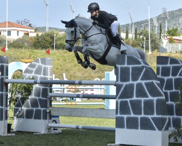 jumper Veneur de St Hubert (Selle Français, 2009, from Crusador Tn)