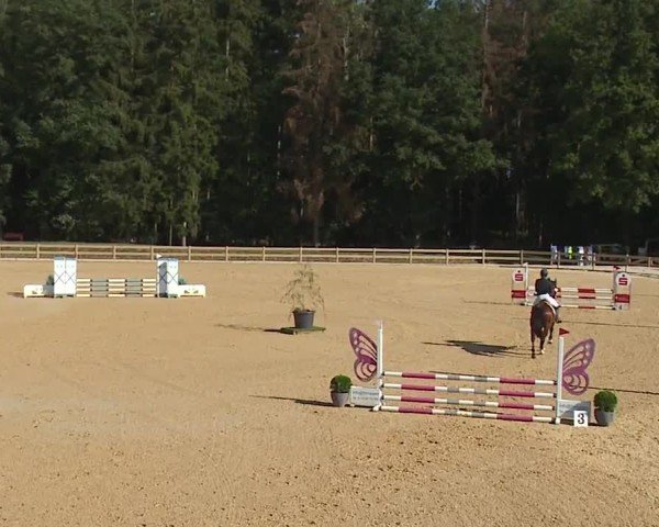 Reitturnier Tiefenhof/Opf. 2024