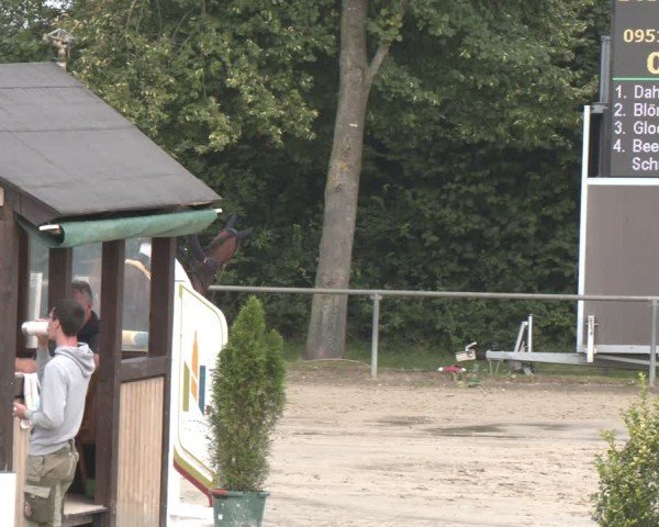 Reitturnier Appelhülsen 2024