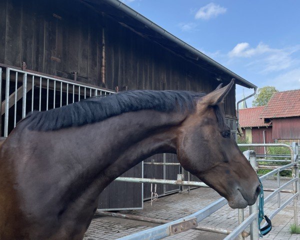 horse Der kleine Matz 2 (Hanoverian, 2019, from Diacontinus)