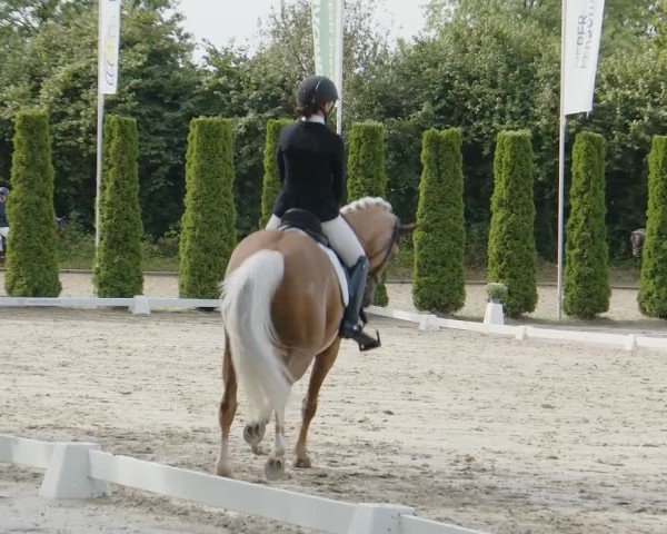 Reitturnier Meinerzhagen 2024