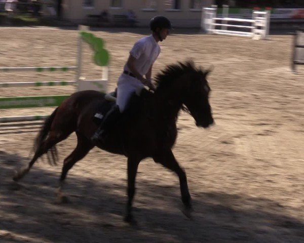 Reitturnier Lgl.-Oberhain, B95 2024