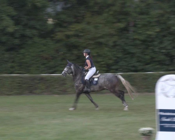 Reitturnier Westeregeln 2024