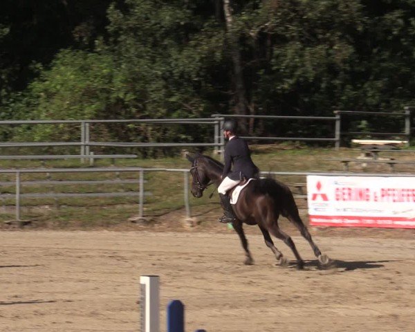 Reitturnier Lgl.-Oberhain, B95 2024