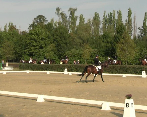 Reitturnier Westeregeln 2024