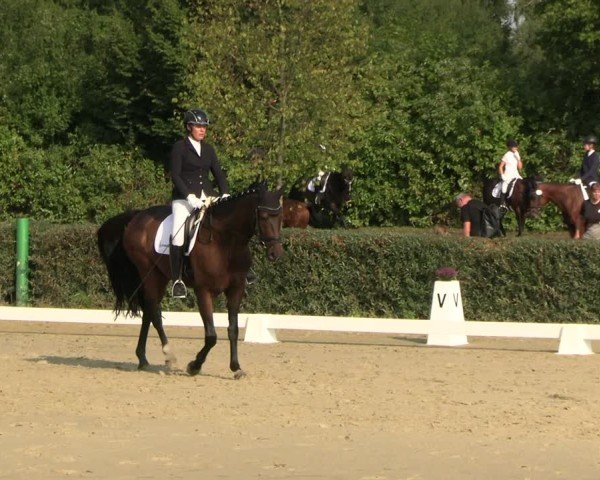 Reitturnier Westeregeln 2024