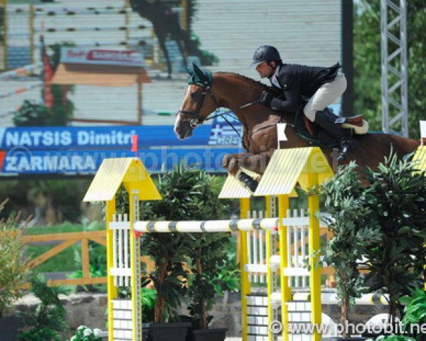 broodmare Zarmara (KWPN (Royal Dutch Sporthorse), 2004, from Emilion)