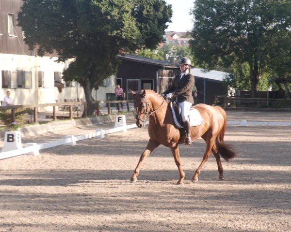 Reitturnier Leonberg 2024