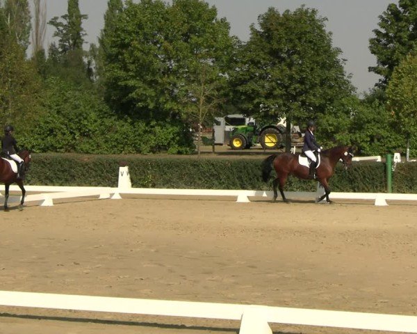 Reitturnier Westeregeln 2024