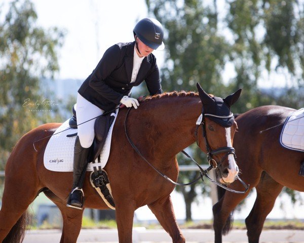 Dressurpferd Queen Rubina (Deutsches Sportpferd, 2014, von DSP Quasi Gold Md)