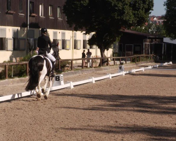 Reitturnier Leonberg 2024