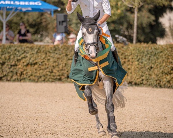 horse Venom US (German Sport Horse, 2020, from Vingino)