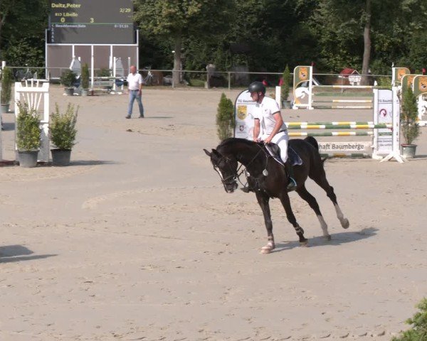 Reitturnier Appelhülsen 2024