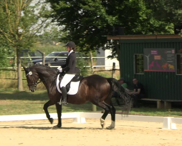 Reitturnier Westeregeln 2024