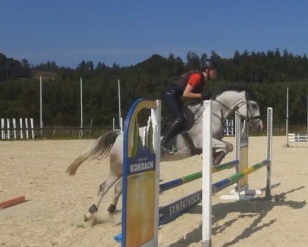 dressage horse Dressina (Danish Pony, 2013, from Dressman II)