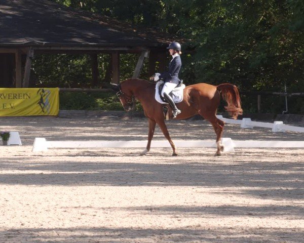 Reitturnier Leonberg 2024