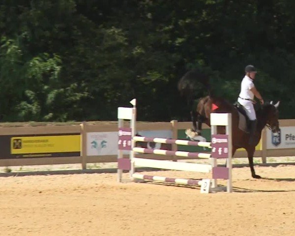 Reitturnier Tiefenhof/Opf. 2024