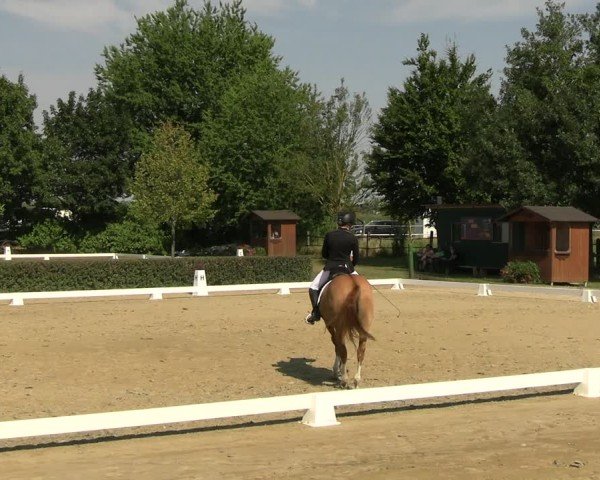 Reitturnier Westeregeln 2024