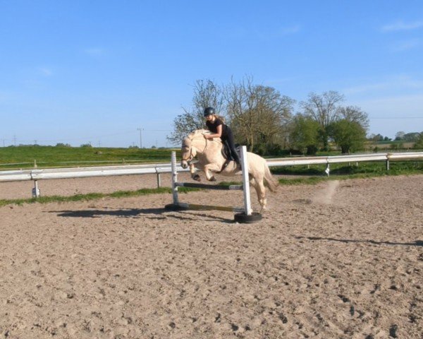 jumper Babe's La Luna (Fjord Horse, 2010, from Granit Halsnæs)