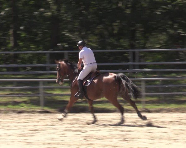 Reitturnier Lgl.-Oberhain, B95 2024