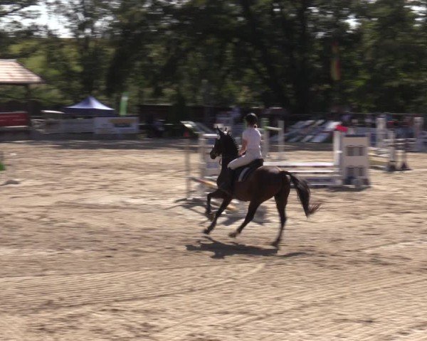 Reitturnier Lgl.-Oberhain, B95 2024