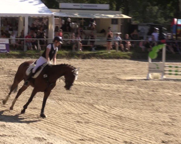 Reitturnier Lgl.-Oberhain, B95 2024