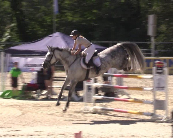 Reitturnier Lgl.-Oberhain, B95 2024