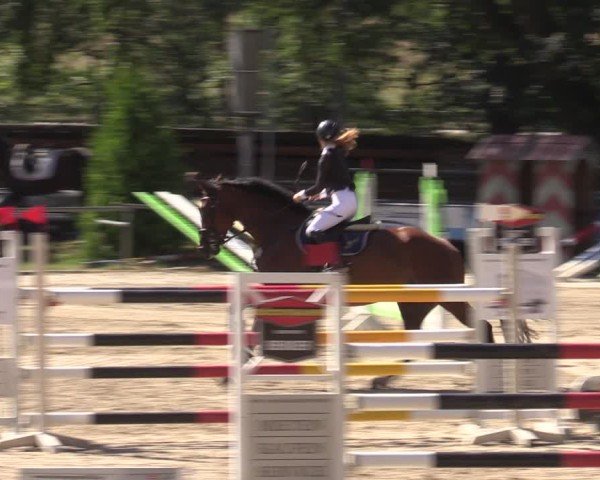 Reitturnier Lgl.-Oberhain, B95 2024