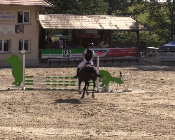 Reitturnier Lgl.-Oberhain, B95 2024