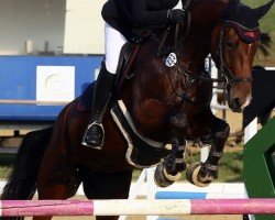 horse Naseweiss R (German Riding Pony, 2018, from Fs Numero Uno)